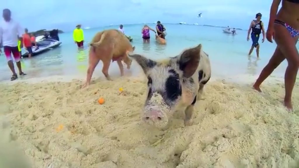 Pig Beach Big Major Cay Charter Big Major Island