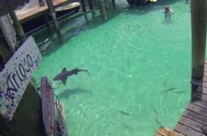 Nurse Sharks Compass Cay Yacht Charters