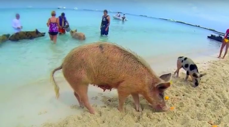 pig island tour from miami